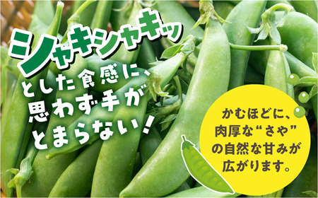 ≪先行予約≫スナックエンドウ 約500g エンドウ スナップエンドウ サラダ 野菜 料理 夕飯 おかず 栄養バランス シャキシャキ 高糖度 糖度 旬 旬の野菜 健康 愛知県 豊橋市 1万円 10000
