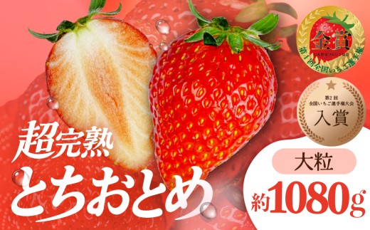 いちご 「茂木完熟いちご」　第1回いちご選手権入賞 とちおとめ 大粒 約270g×4 合計 約1080g【3月以降発送】| いちご イチゴ 苺 とちおとめ 大粒 特大 第1回いちご選手権入賞  ブランドいちご ストロベリー 完熟 果物 フルーツ くだもの 甘い あまい 旬 産地直送 栃木県産 美土里農園 栃木県 茂木町