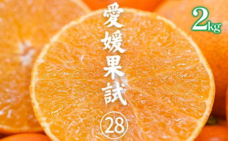 訳あり 愛果28号（紅まどんな と同品種） みかん約2kg | 紅マドンナ と同品種 まどんな マドンナ 柑橘 果物 フルーツ あいか 愛果28号 みかん 松山市 愛媛県【HNT017】