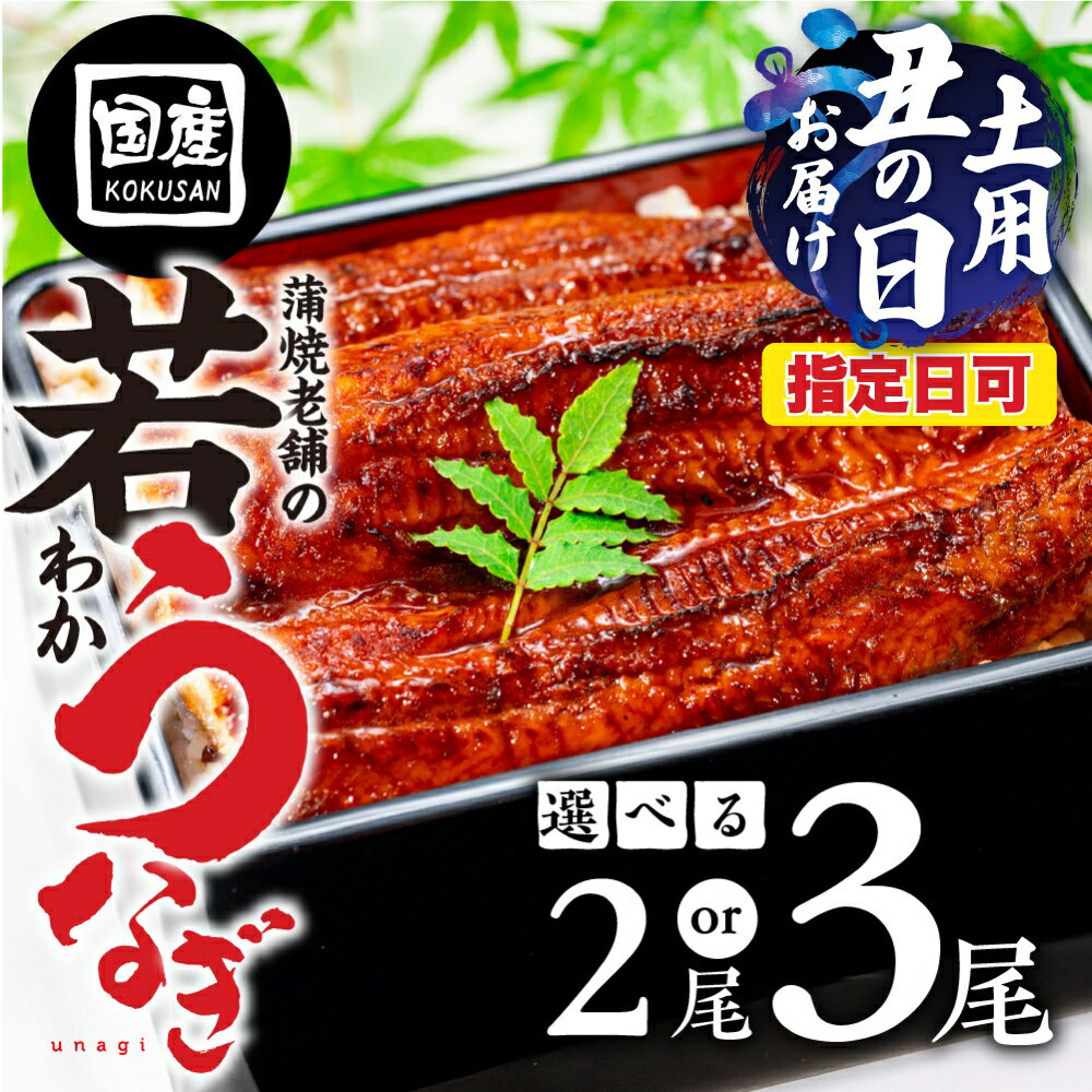 【ふるさと納税】国産若うなぎ 2尾 / 3尾 老舗 国産うなぎ unagi 蒲焼 ウナギ 冷凍 土用 丑の日 土用の丑の日 鰻 国産 蒲焼 お歳暮 お中元 豊橋うなぎ 指定 指定可 お届け時期が選べる ランキング 人気 高評価 レビュー 1万円 10000円 13000円 愛知県 豊橋市
