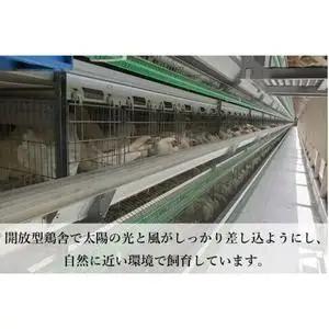 純国産鶏 卵 定期便【さくら】純たまご30個入り 破損保証5個を含む【3ヶ月連続お届け】 (AJ028)  国産 たまご 産地直送 飼料にこだわった 玉子  鶏卵