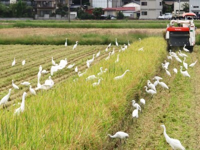 無農薬栽培 コシヒカリ 白米 2ヶ月に1回定期便（全3回）＜計13.5kg（4.5kg×3回）＞ | 米 お米 コメ ご飯 お取り寄せ 贈り物 上原農場 埼玉県 杉戸町