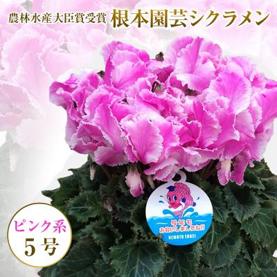 ふるさと納税 南相馬市 【2026年 先行予約】シクラメン フリンジ ピンク系 5号 | 花ギフト プレゼント 根本園芸