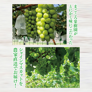 【先行予約】【2025年9月以降発送】糖度約20～22度！美味しさにこだわったシャインマスカット（約900g）1～2房 化学肥料不使用 農家直送【葡萄 ぶどう マスカット フルーツ 果物 くだもの 水