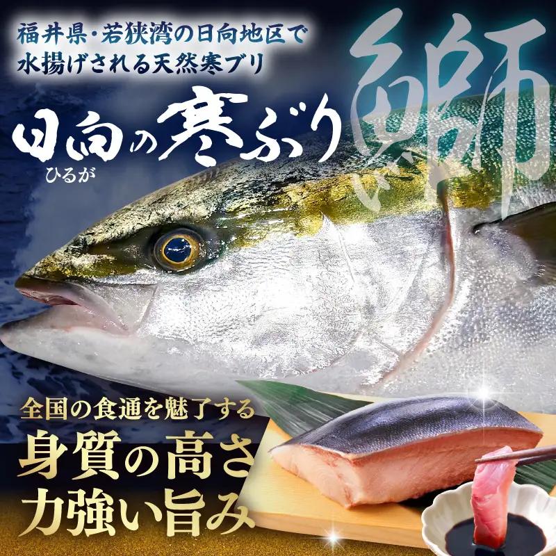 【先行予約】若狭・日向の天然寒ブリ 脂たっぷり 部位ごと食べ比べ ALL半身分セット (腹＋背＋トロ+アラ+カマ 計4kg前後）【2026年12月下旬以降順次発送】寒ぶり [m17-j004]