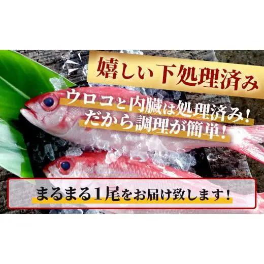 【予約受付】高級ブランド魚 尖閣赤マチ 1尾 約1kg 下処理済　 GK-3