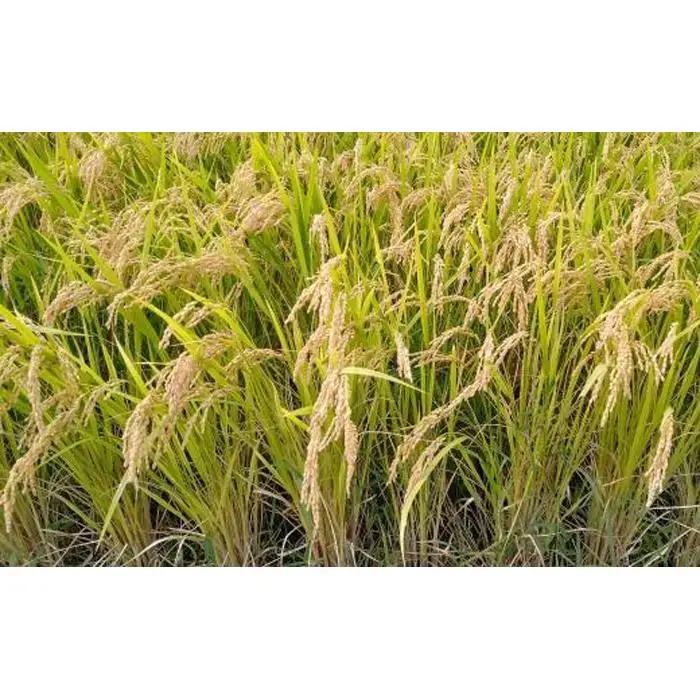 【新米予約】令和８年産「五つ星お米マイスター」の南魚沼産新之助　精米２kg×３回（毎月定期便）【定期便 銘柄米 ブランド米 精米 新之助 魚沼産 新潟米 産地直送 お米 米 こめ コメ ご飯 御飯 ご
