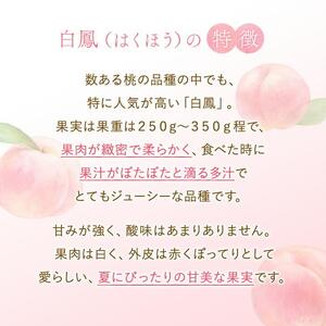 和歌山県産 白鳳 桃 11～15玉入り秀品［2026年6月下旬以降発送］【桃 モモ 果物 フルーツ くだもの 人気 国産】
