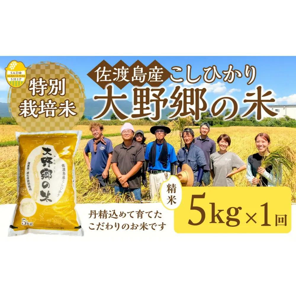 コシヒカリ 精米 5kg | 新潟県 佐渡市 コシヒカリ