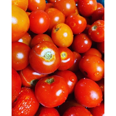 訳あり 季節の野菜セット4〜6品詰め合わせ【1613720】