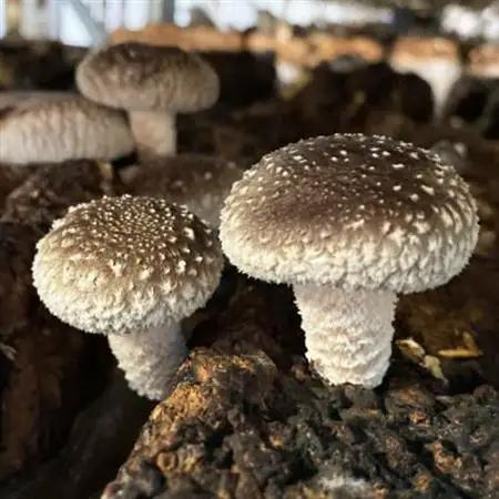 キノコでカラダを整える!新鮮きのこ詰め合わせ 小(5種類以上/7パック以上)【配送不可地域：離島】【1330946】
