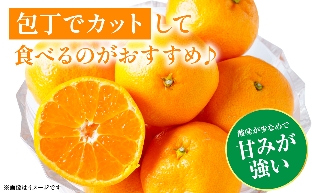 【先行予約】 八代市 東陽産 EC12みかん 2kg以上入り(8玉～20玉)  柑橘 ミカン くだもの 果物 フルーツ デザート 【2025年11月下旬より順次発送】
