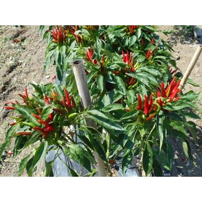 ふるさと納税 熊野市 【テレビで紹介されました】熊野唐辛子ギフト5(一味唐辛子(プリッキーヌ・ハバネロ)各1本+生唐辛子) |  | 02