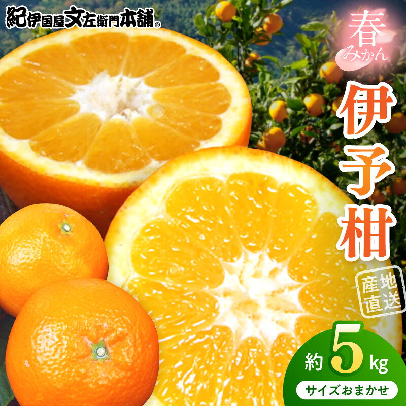 【ふるさと納税】【2027年先行予約】伊予柑 (いよかん) 約5kg 和歌山県有田産 春みかん (果実サイズおまかせ) 春柑橘 紀伊国屋文左衛門本舗