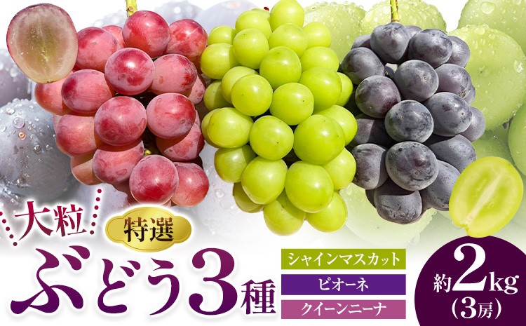 
                  特選 大粒 ぶどう 3種 セット 約2kg ( 3房 ) シャインマスカット ピオーネ クイーンニーナ 株式会社日本植生グループ本社 NISSHOKU FARM《9月下旬-12月末頃出荷》ブドウ 送料無料 岡山県 浅口市 【配送不可地域あり】 (離島)
                