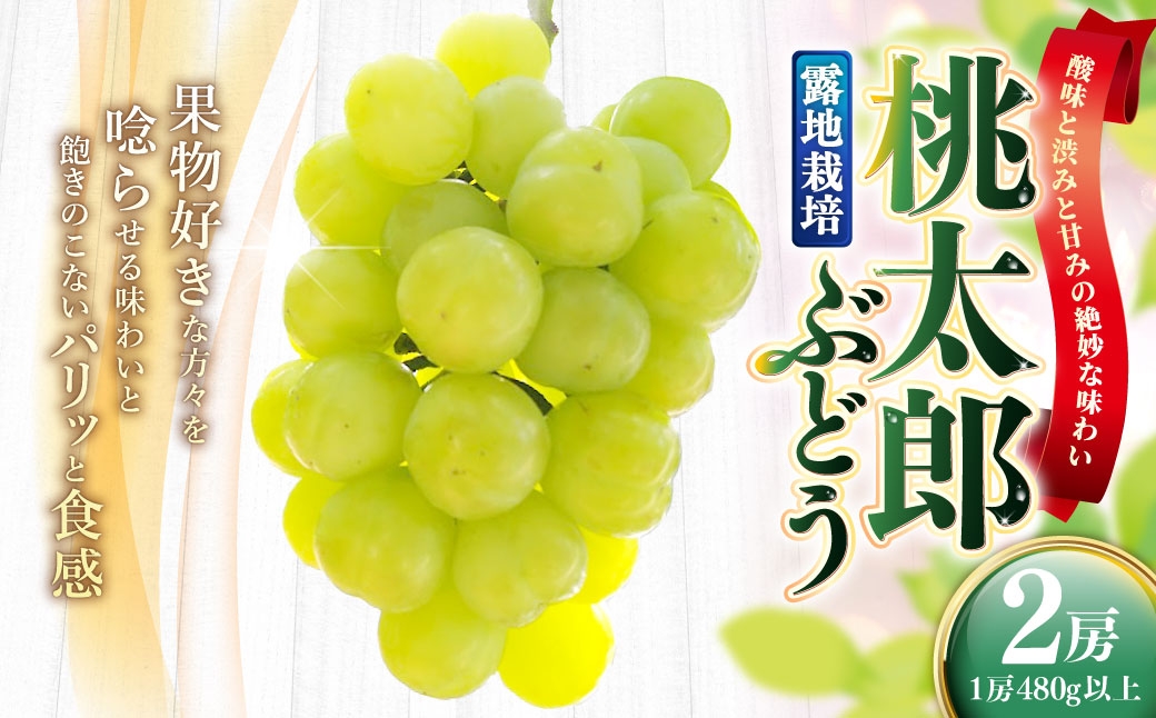 
                  岡山県産 桃太郎ぶどう 2房 （ 1房480g以上 ） 露地栽培 果物 くだもの 果実 フルーツ 葡萄 ぶどう ブドウ 国産 皮ごと 【 2026年9月上旬～10月下旬発送予定 】
                
