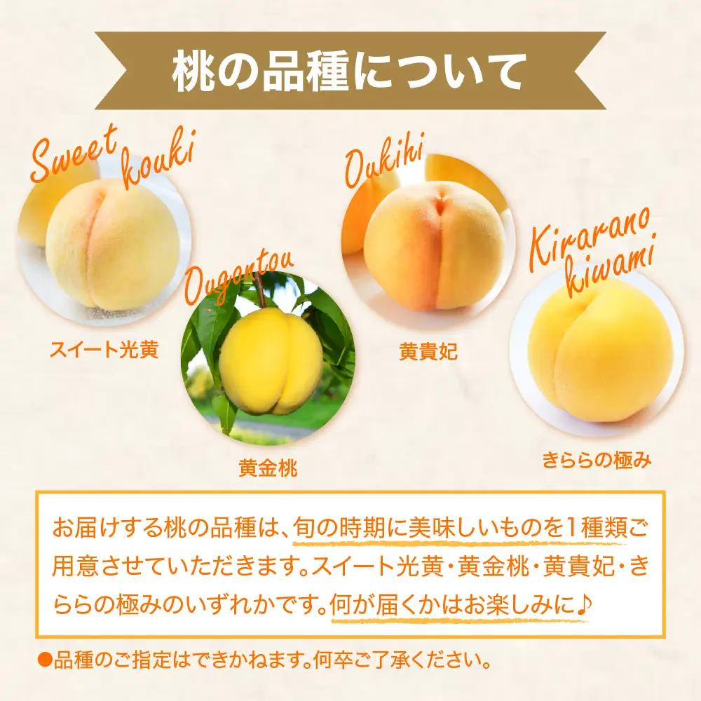 【2026年産先行予約】黄桃(品種おまかせ)3kg 秀品 桃 黄桃