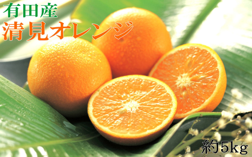 【濃厚】有田産清見オレンジ約5kg（サイズおまかせ 青秀以上） ※2026年2月中旬～2026年3月中旬頃に順次発送予定（日付指定不可）【tec958】