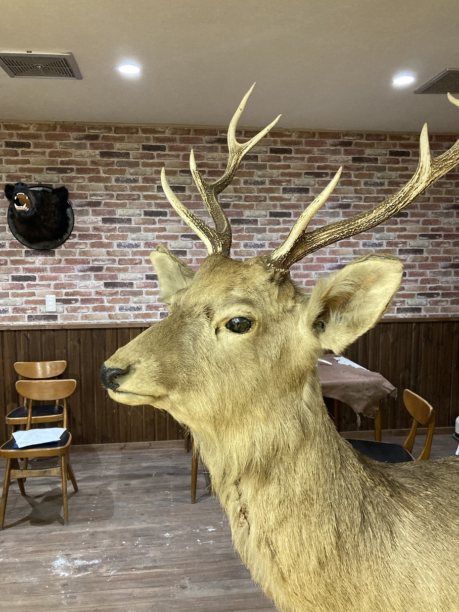 北海道の自然で育った栄養満点のエゾ鹿肉！愛犬に安心安全の無添加でお届けします！