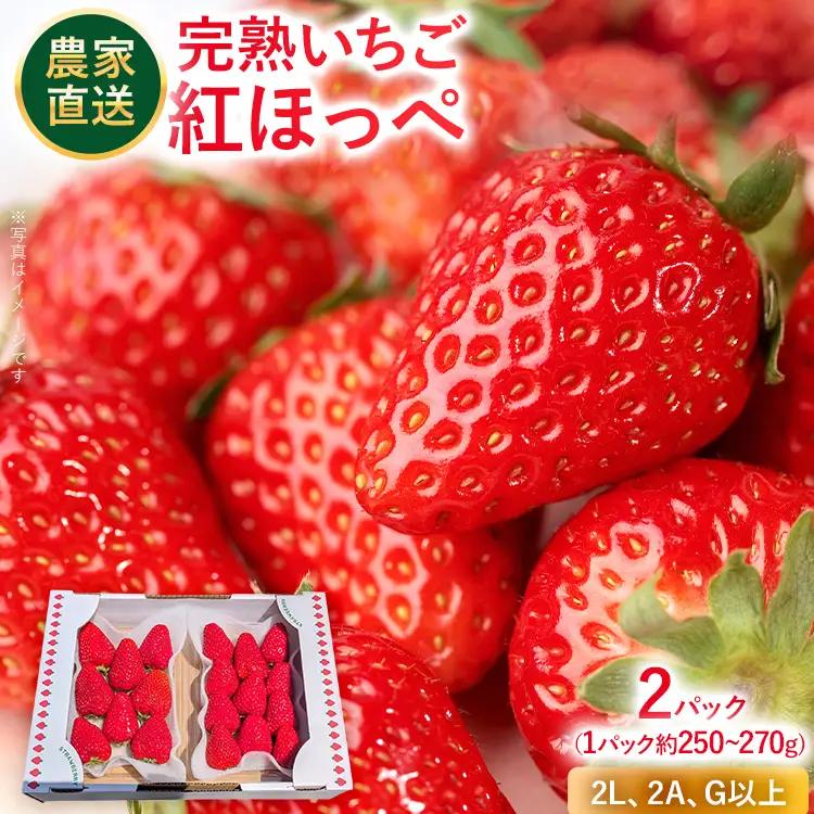 いちご   農家直送完熟いちご 紅ほっぺ 2パック 【2027年2月上旬～4月末頃に順次発送】 いちご  