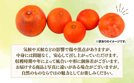 訳あり ブラッドオレンジ タロッコ 5kg 愛媛みかん つばさ農園 先行予約 わけあり 訳アリ 訳あり品 オレンジ 果物 くだもの フルーツ ブラッド オレンジ 柑橘 みかん 愛媛蜜柑 愛媛ミカン み