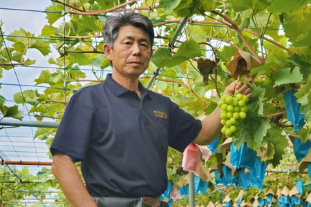 シャインマスカット＆黒系ぶどう詰め合わせ 1kg(2〜3房) 先行予約 | シャインマスカット しゃいんますかっと ぶどう ブドウ 葡萄 高級 田原ぶどう園 埼玉県 杉戸町