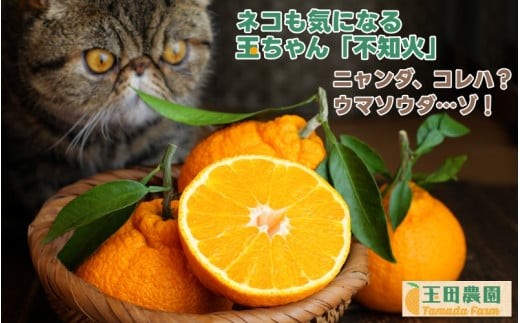 
                   不知火 旨時 体に優しい玉ちゃん しらぬい 約 2kg / デコポン 訳あり 家庭用 高級 甘い 和歌山 有田 柑橘 ※3月上旬～4月に順次発送予定 【tmd010-p-2】
                