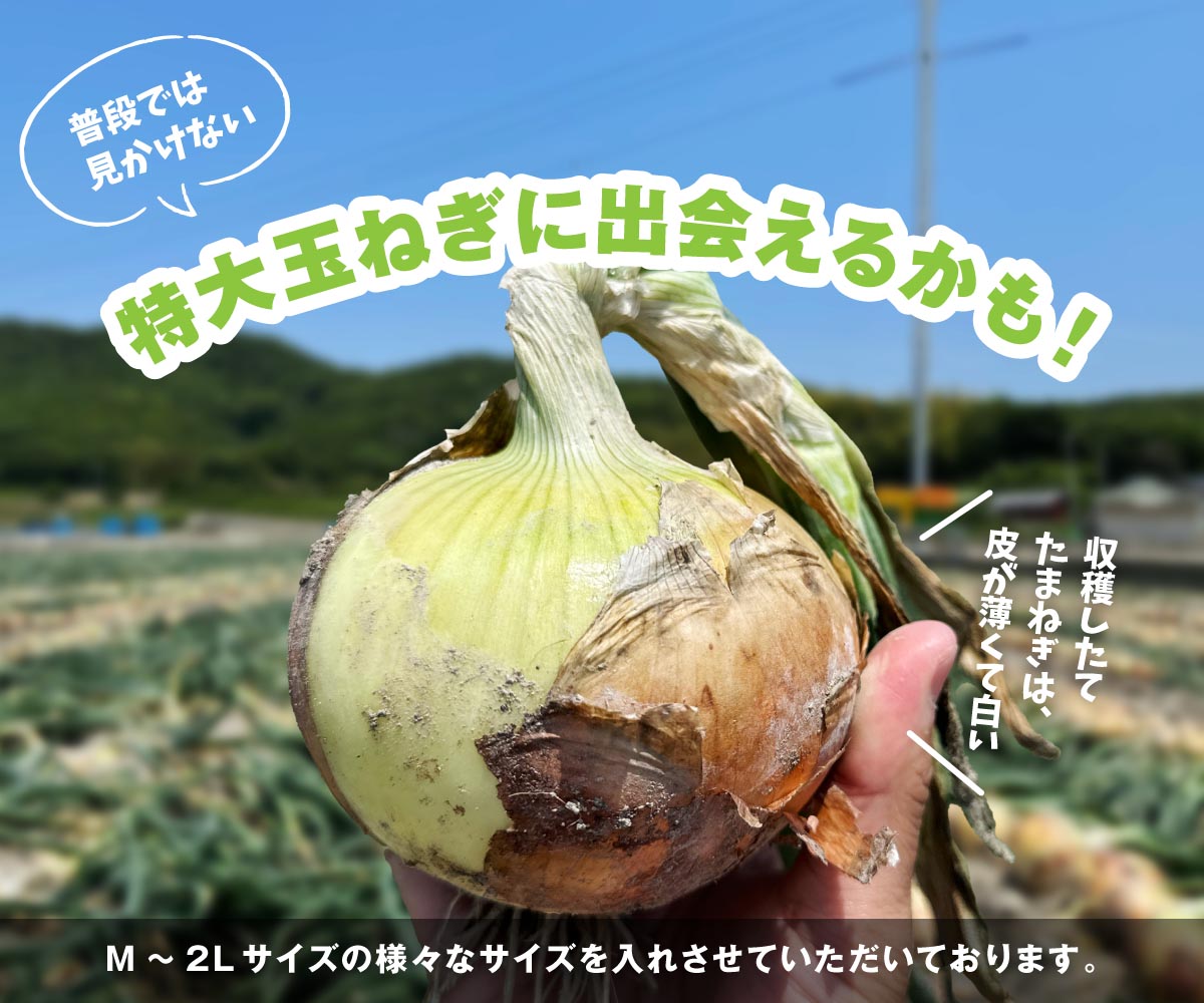 海月館 自社農場栽培！淡路島産 新玉ねぎ 3kg