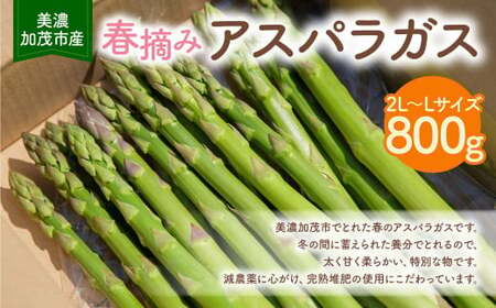 アスパラガス　800g （2L～Lサイズ） | 神戸ファーム 野菜 アスパラ 新鮮 旬 グリーンアスパラ 減農薬 M12S95