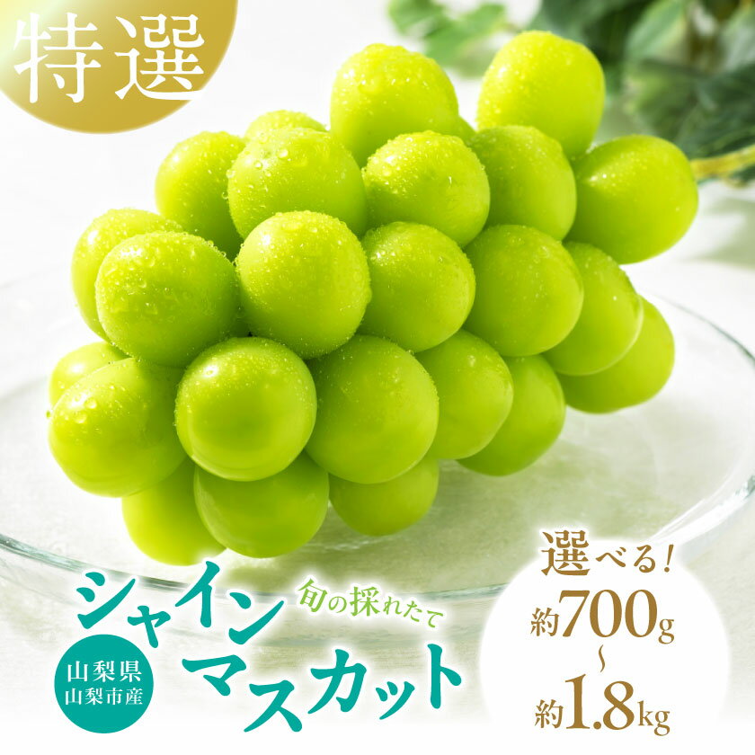 【ふるさと納税】山梨県山梨市産　特選　旬の採れたてシャインマスカット　700g以上/約1.2kg/約1.8kg【配送不可地域：離島】【G1365850】