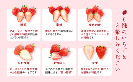 【いちご狩り】50分食べ放題体験　土日祝/大人（中学生以上）【いちご 苺 苺狩り フルーツ 果物 体験券 岡山市 岡山県 おすすめ 人気 食べ放題 岡山いちご狩り】