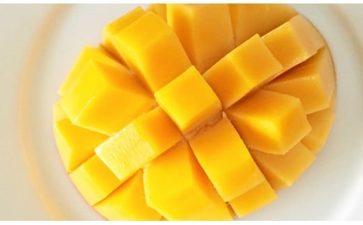 【先行予約】鉢植栽培 西都産完熟マンゴー 2L×2個 宮崎県西都産 サムライファーム＜1.5-130＞宮崎マンゴー 果物 フルーツ 甘い