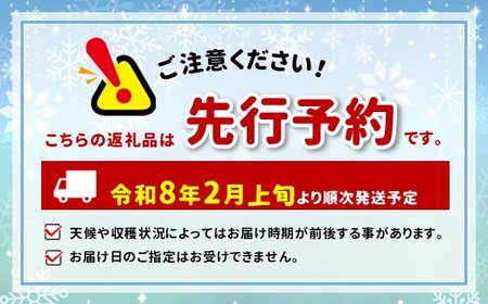セルリア 5号鉢 カルメン【先行予約】 | 花 はな フラワー 苗木 ガーデニング 栽培 品種改良 ピンク 赤 オージープランツカルメン 長野県 松川村