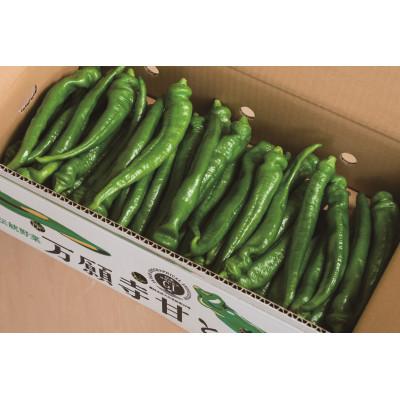 ふるさと納税 綾部市 甘い!美味い!辛くない!京のブランド産品「万願寺甘とう」 2kg |  | 01
