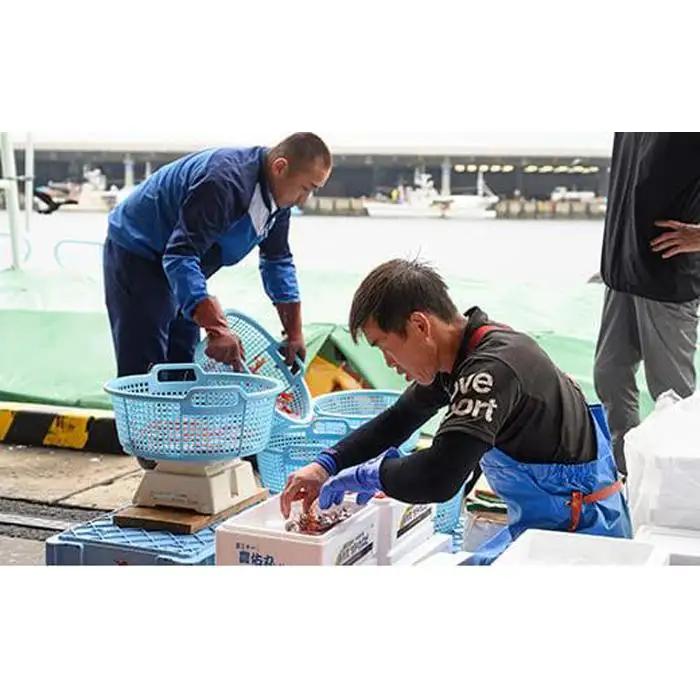 羅臼産 幻のぶどうえび（大・250g /4～6尾） 知床 ブドウエビ 北海道