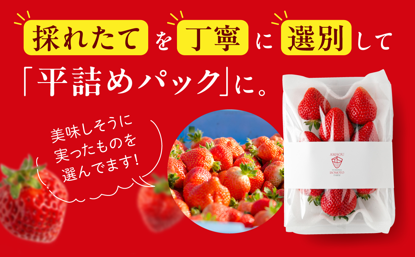 【月1回・全3回定期便】糸島 あまおう 270g×2パック【2027年1月～3月にて順次発送】 (A品B品含むL～5L) 糸島市 / 磯本農園 / TANNAL [ATB009] いちご 苺 イチゴ 