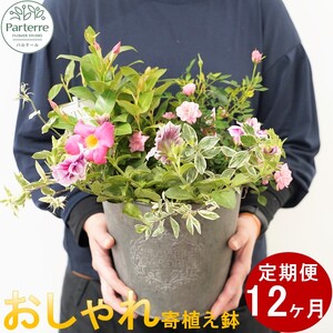 【定期便12ヶ月】季節の寄せ鉢 O0033 花 ガーデニング