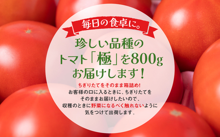 【先行予約】最高峰 トマト 極 800g 八代市産 宮島農園 甘い 野菜 やさい 【2025年2月より順次発送】