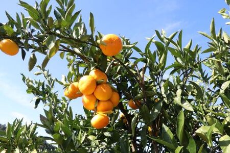 【先行受付】土佐の高知のくだもの畑 みかん（ギフト用）約5kg - 温州みかん ミカン 蜜柑 柑橘 柑橘類 フルーツ 果物 くだもの kd-0026