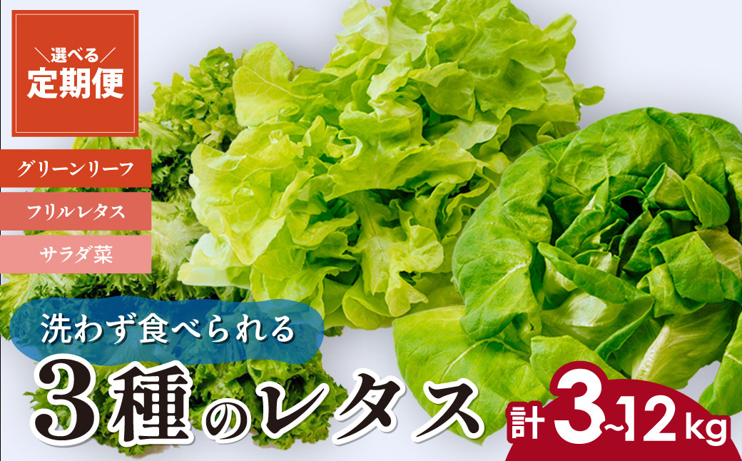 
            【選べる定期便】 ＜洗わず食べられる・室内水耕栽培＞ 3種のレタス 1回1kg(500g×2袋)×3～12ヵ月 | レタス 野菜 大容量 新鮮レタス オーガニック野菜 無農薬 野菜直送 フレッシュ サラダ サラダ用野菜 健康志向 こだわり フレッシュ 産地直送 食品ギフト セット 緑黄色野菜 新鮮 安心野菜 旬 低カロリー レタスボウル カロテン 定期便 スマイル農場 埼玉県 東松山市
          