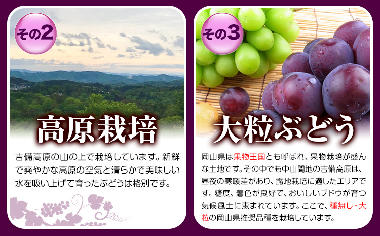【先行予約】ぶどう ピオーネ ニューピオーネ 約2kg 3~4房 果物 スイーツ フルーツ デザート 葡萄 吉備高原の農園 幸屋 sachiya 岡山県 浅口市《9月上旬から９月中旬に発送予定(土日祝