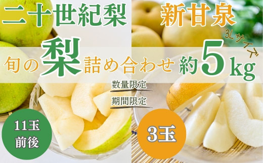 【数量限定】「ス梨・果ラット ダイヤ」 二十世紀梨 新甘泉 セット（5kg）【倉吉産】令和8年産 梨 鳥取 梨 5kg 果物 フルーツ 和梨 先行予約 数量限定 詰め合わせ 二十世紀梨 新甘泉 20世紀梨 セット 食べ比べ