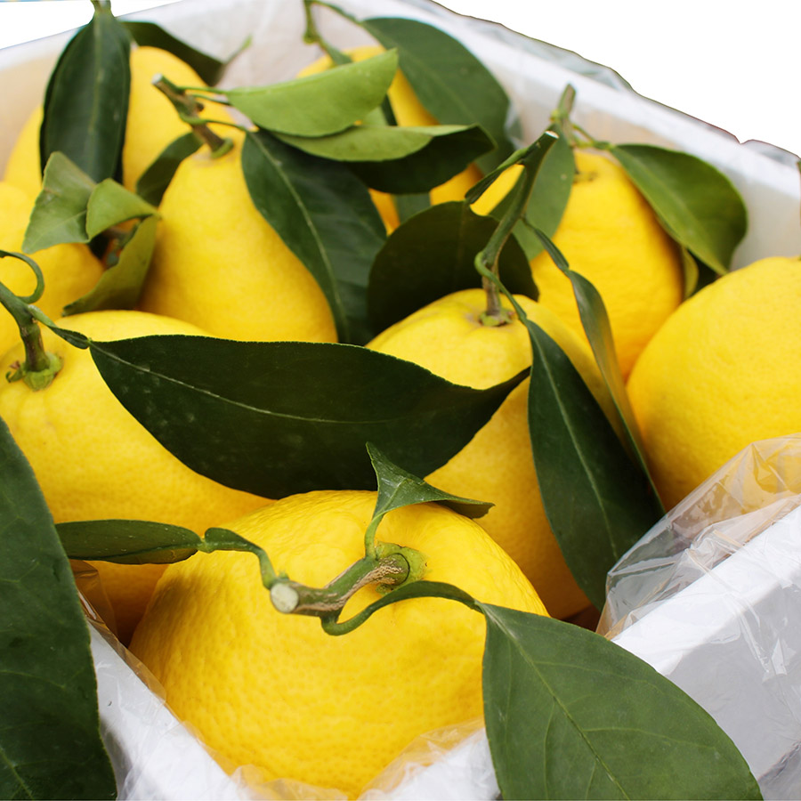 露地日向夏（オール葉付）2.5ｋｇ化粧箱入り（５Lサイズ）