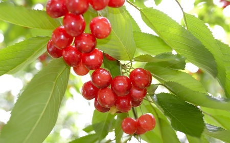 さくらんぼ（佐藤錦）１ｋｇ　0052-2604