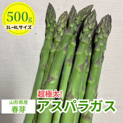 
                  ＜先行予約＞令和9年 山形県川西町産 雪国春アスパラガス (超極太) 3L～4Lサイズ　500g【1764695】
                