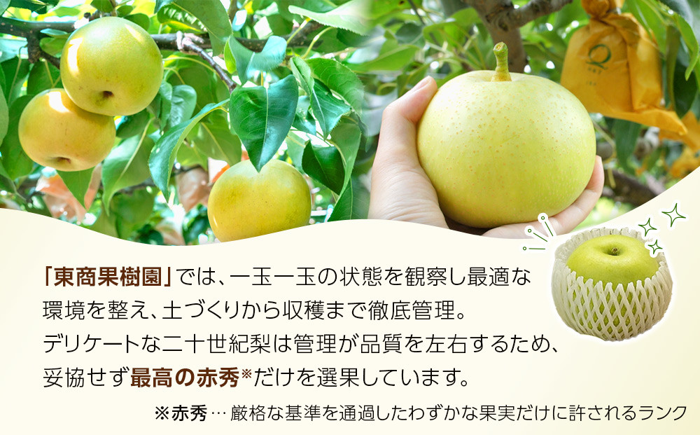 1263.【2026年度発送先行予約】数量限定　二十世紀梨　3kg
