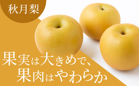 【先行予約】春光園 秋月梨 6玉から10玉 2025年8月下旬から9月上旬 出荷予定