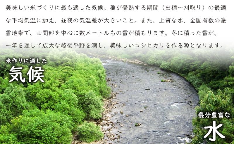 特別栽培米新潟産コシヒカリ5kg 米 お米 こめ コメ ごはん 新潟 白米 コシヒカリ ブランド米 銘柄米 お取り寄せ 産地直送