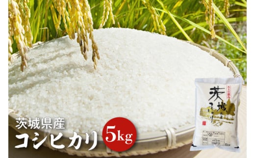 【令和6年産】茨城県産コシヒカリ 5kg 【お米 ごはん こしひかり 老舗 米屋 おにぎり ごはん 茨城県 水戸市 5キロ】(HQ-81)