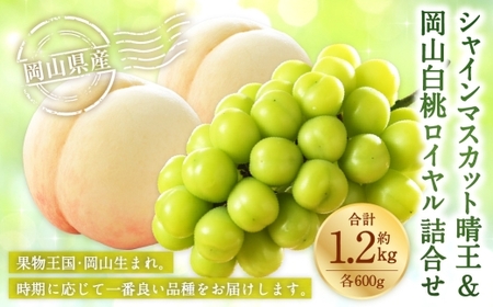 岡山県産 岡山白桃 ロイヤル 3Lサイズ 約300g×2玉・ シャインマスカット 晴王 約600g×1房 詰合せ 白桃 モモ もも 桃 ぶどう ブドウ 葡萄 マスカット くだもの 果物 果実 フルーツ 国産 家庭用 ギフト 贈り物 贈答 【 2026年7月上旬～8月下旬発送予定 】
